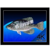 Aquarium 4K for Mac 破解版下载 – 绚丽的4K水族馆动态视频壁纸
