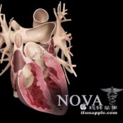 Heart Pro III for Mac 3.0 破解版下载 – Mac上优秀的医学心脏互动3D模型软件